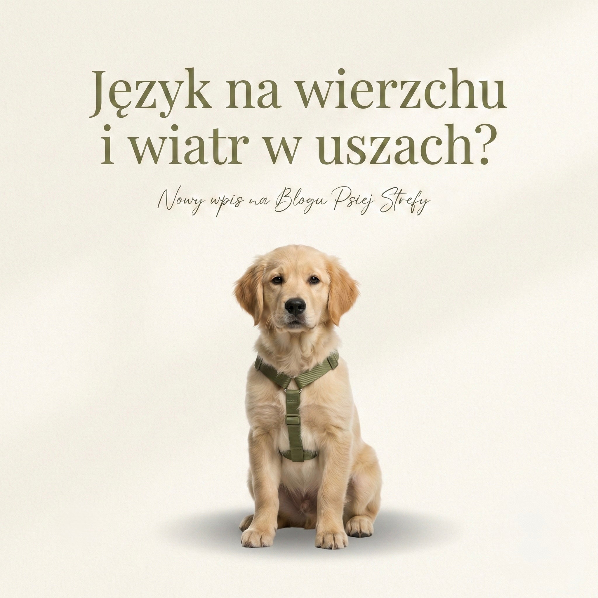 Pies w samochodzie: Jak podróżować bezpiecznie i zgodnie z przepisami?